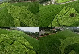 狄曼特王子x银月女王 狄曼特王子x银月女王